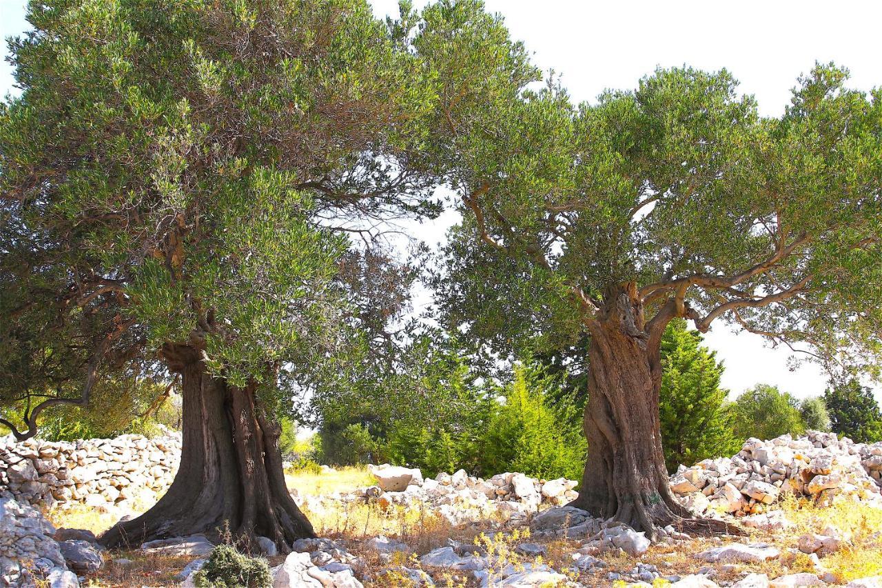 Villa Luka Pag Town Εξωτερικό φωτογραφία